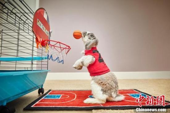 最会投篮的兔子