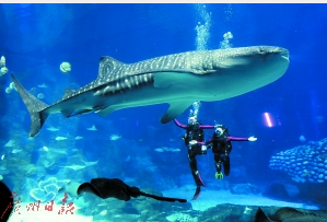 与鲸鲨共舞。