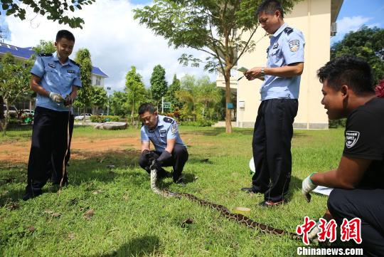 图为国家一级保护野生动物缅甸蟒常宗波摄