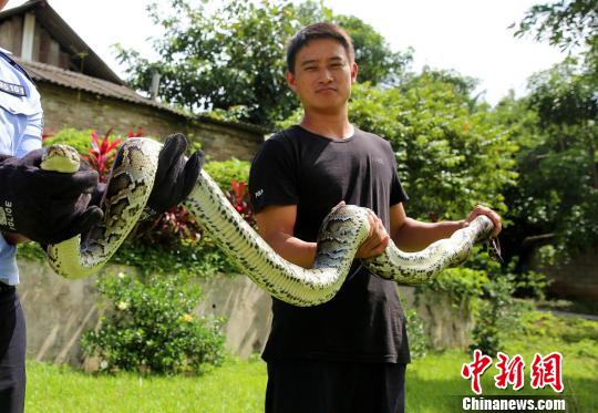 图为国家一级保护野生动物缅甸蟒 常宗波 摄