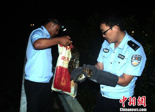 图为民警将涉事缅甸蟒控制并捕获梅杰摄