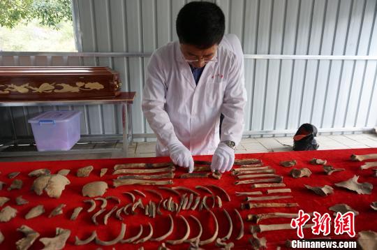 图为专家在摆放红军烈士遗骸。　伍峰 摄