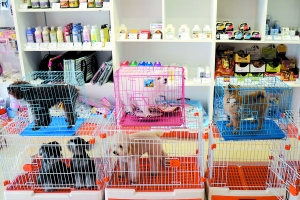 寄养在宠物医院的宠物。广州日报全媒体记者葛宇飞、石忠情 摄