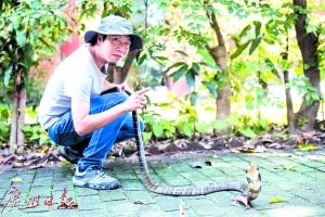 张亮在办公室外和一条眼镜蛇互动