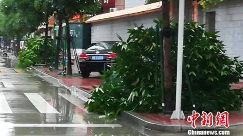 台风过后，记者在湛江市区巡街，只见到几棵被风吹倒的小树。　梁盛 摄