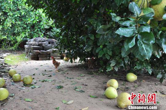  在台风登陆地见到的场景 张再漾 摄