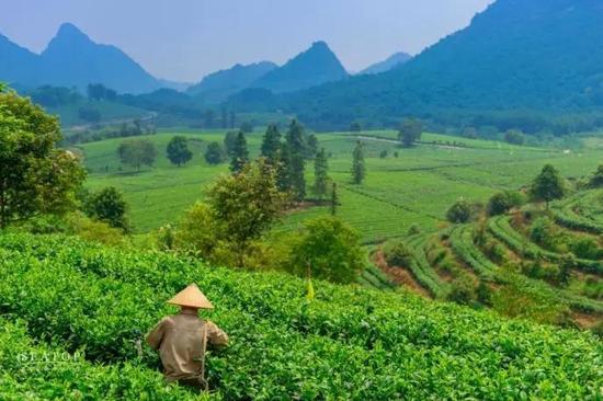 清远英德加强茶产业专业技术工人队伍建设_清