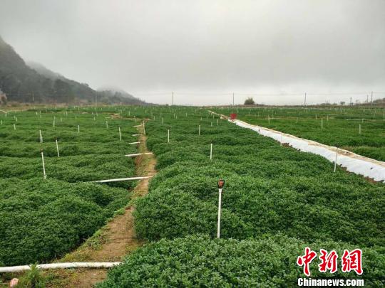 广东省清远市阳山县小江镇的森南蔬菜专业合作社下坪村供港蔬菜基地 郭军 摄