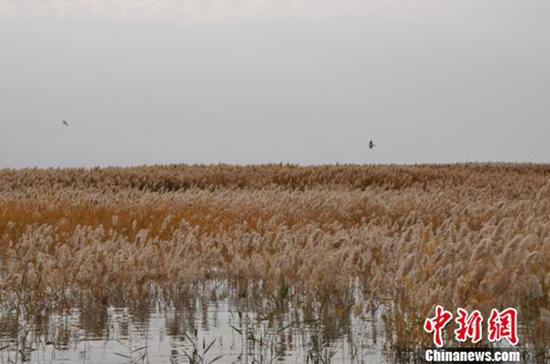 内蒙古东居延海面积增至近一百年来最大。　袁梅　摄