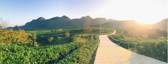 清远英德茶文化主题旅游攻略 红茶养生高端之