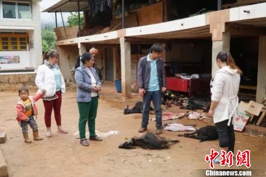 图为被野生动物攻击致死的山羊。 李云辉 摄