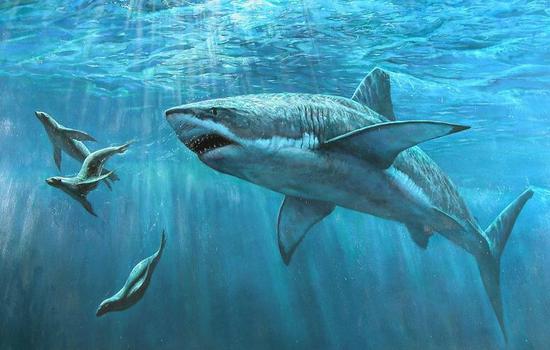 珠海拱北口岸截获一澳门旅客携带的一条活体鲨