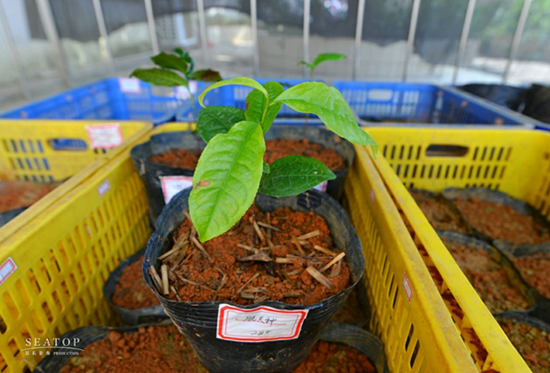 “英红九号”航天种子培育成活的茶树苗