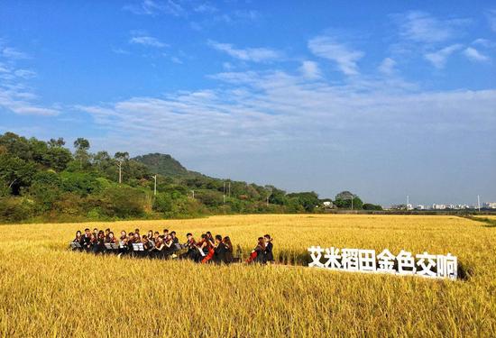 稻田里上演交响音乐会艾米共享稻田助农村发展