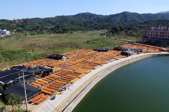 芦塘村空阔处的一排排竹架上铺满了金黄色的柿子,大地仿佛披上一层“黄金甲”。