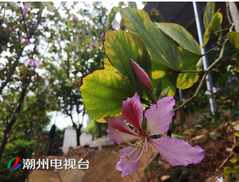 潮州饶平浮滨漫山紫荆开成花海 花期将到下个