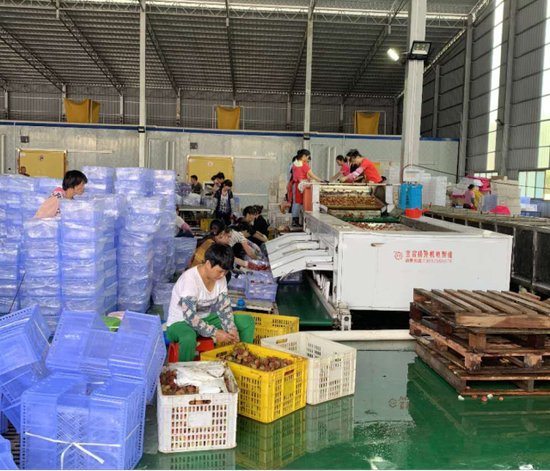生产车间中,农民们正在忙碌封装荔枝。