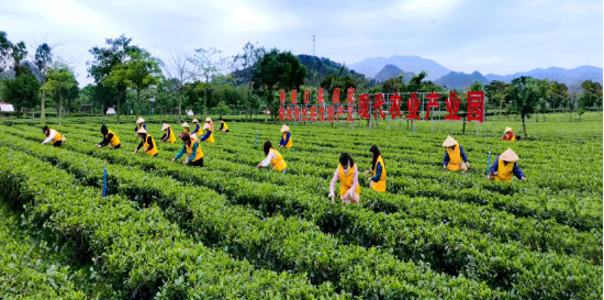 图为茶农在采茶