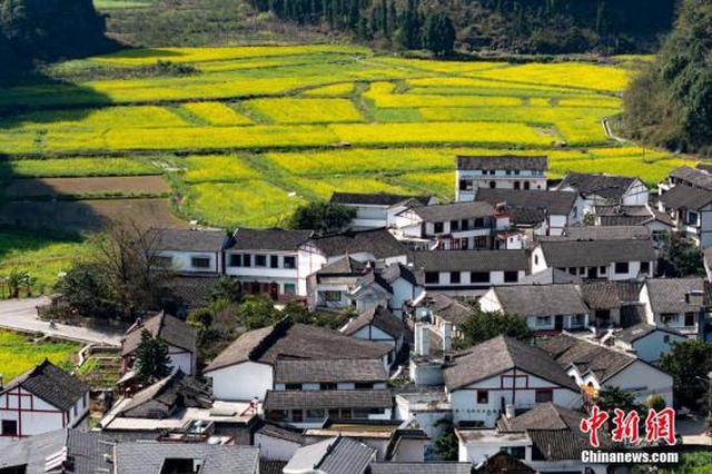 资料图:贵州省兴义市万峰林万亩油菜花竞相绽放。中新社记者 贺俊怡 摄