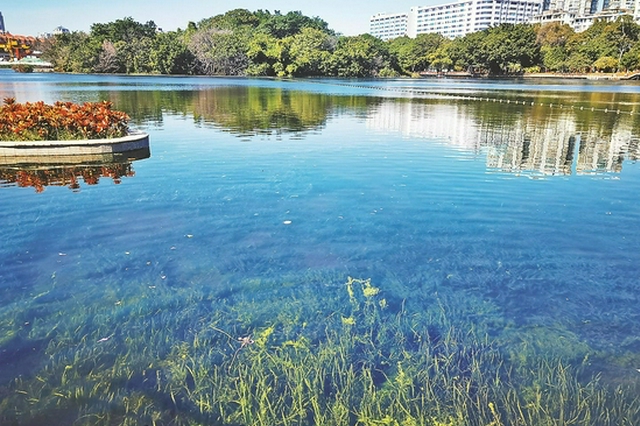 水体生态修复见成效 流花湖公园湖景换新颜