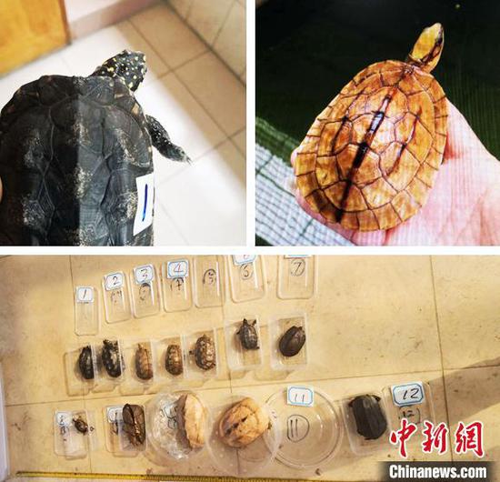 警方缴获的野生龟类广州警方 供图　广州警方 供图
