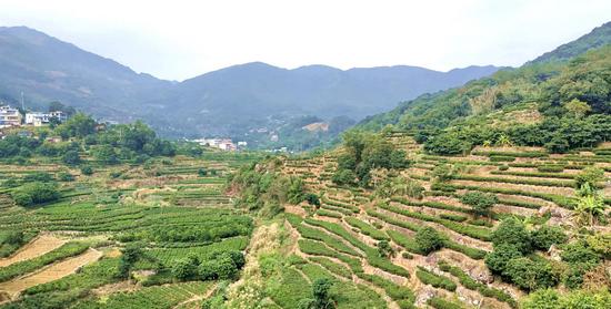 大粤东200暨首届潮州市骑行节途经茶园（图：潮州市骑行节组委会提供）