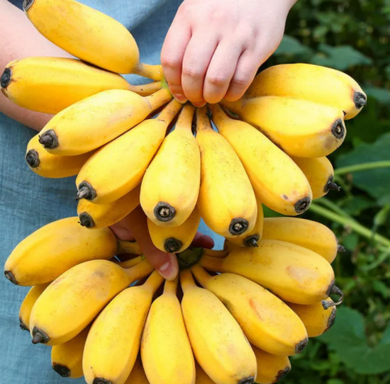 广东香蕉品种大全!这些香蕉你都吃过吗?