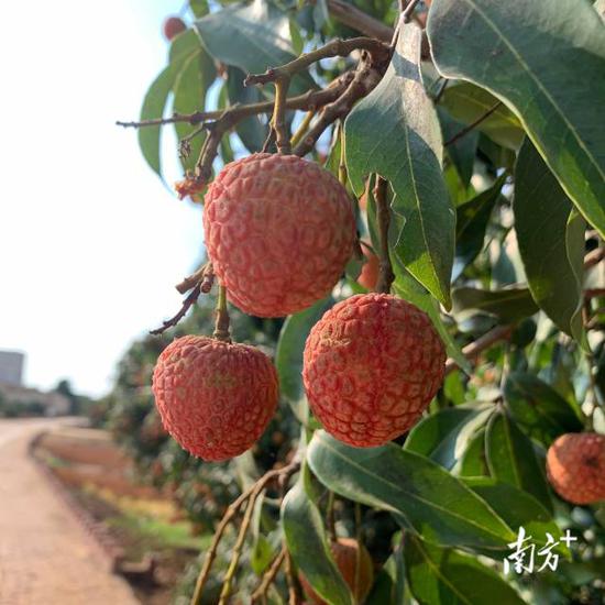 个大饱满、颜色鲜红的遂溪“仙品荔”