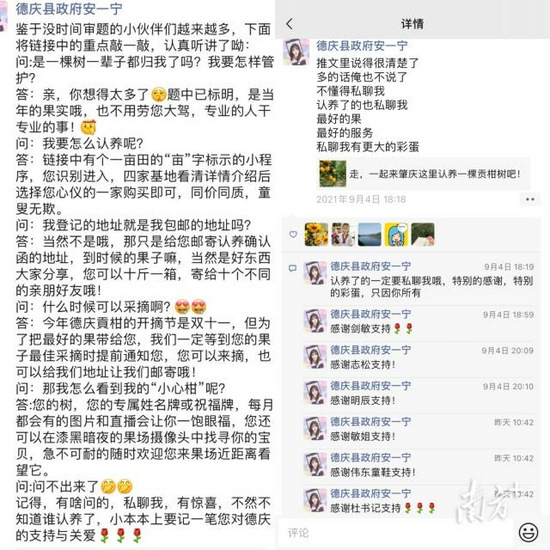 安一宁在朋友圈开启了果树认养“线上课”