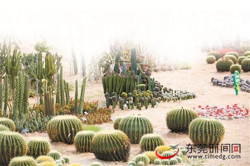 植物园被各种奇花异草妆点得美不胜收 首席记者 郑琳东 摄