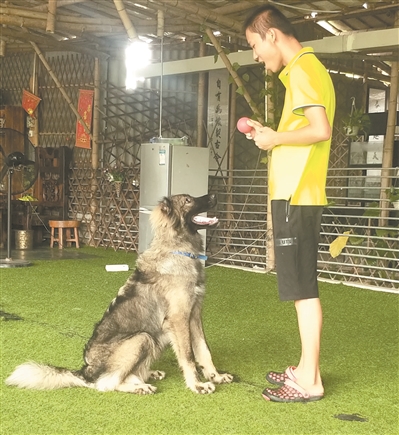 训练高加索犬。