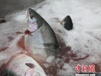 图为青海龙羊峡库区养殖场捕捞的虹鳟鱼。 张添福 摄