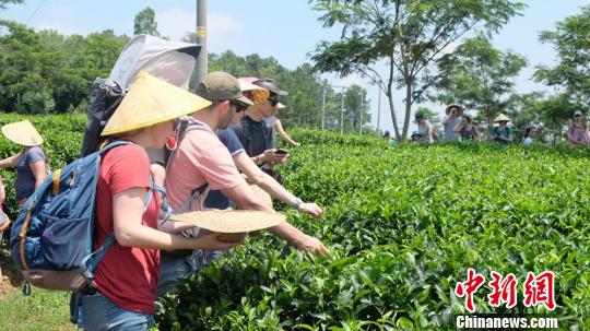 一群外国友人正在对川茶场采茶　李星凯　摄