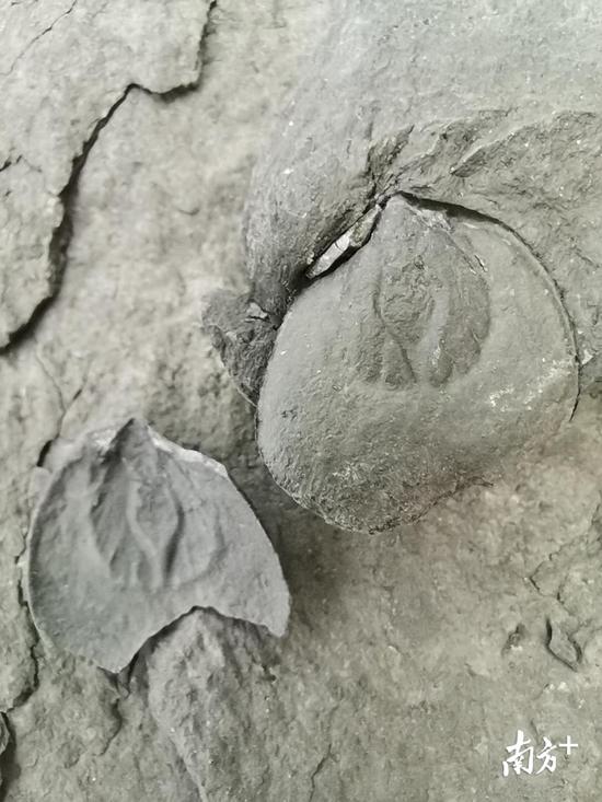 双壳类化石。