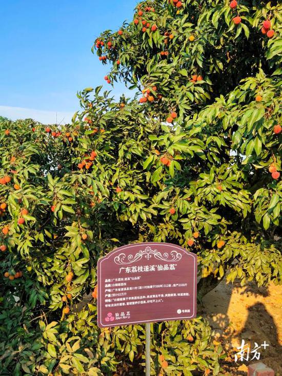 采摘权已被预订的2号荔枝园