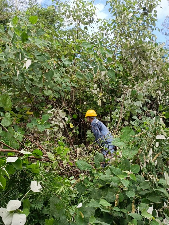 台风来袭之前,南方电网广东茂名化州供电局江湖供电所人员抓紧时间清障。施祖胜 摄