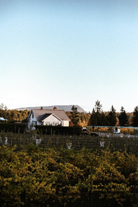 考伊琴山谷地区的葡萄酒庄园  © Destination BC/Local Wanderer