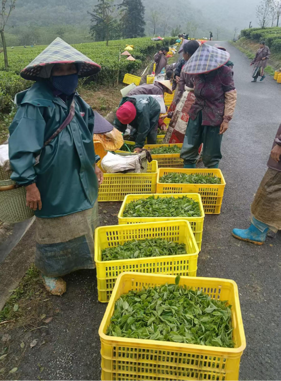 图为积庄里的茶农在等收茶青