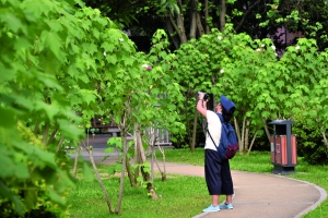 流花湖公园的木芙蓉开得正艳，吸引不少市民、游客前来观赏、拍摄。　信息时报记者 叶伟报 摄