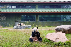 今年2月10日,经过升级改造的广州动物园中国风大熊猫馆正式向游客开放。(资料图片)