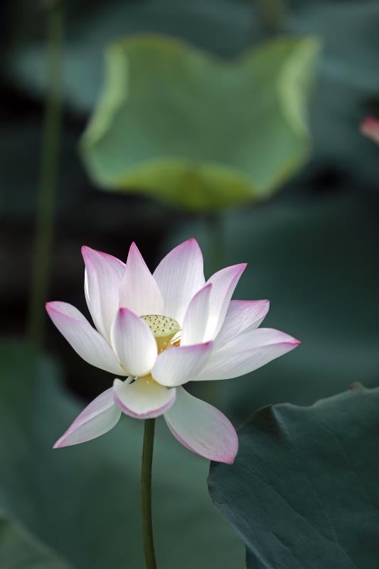 东涌绿道荷花盛开,游客纷纷驻足留影。刘伟拍摄
