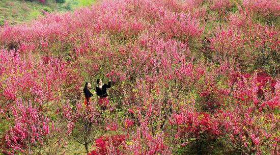 从化锦洞桃花(邬影红摄)