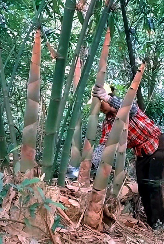 笋农在收笋 黄振生摄