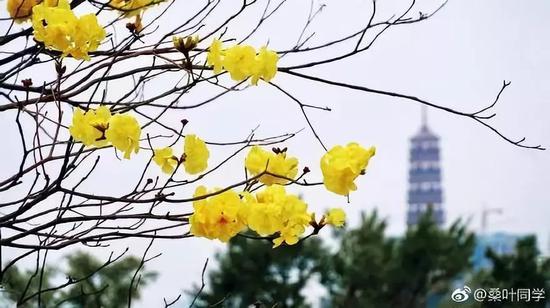 图@桑叶同学