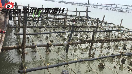 中国海鲜委考察团到太平通明港阿高养蚝基地考察