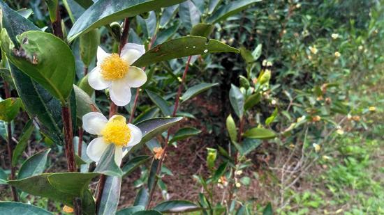 骑行节沿线·饶平单丛茶