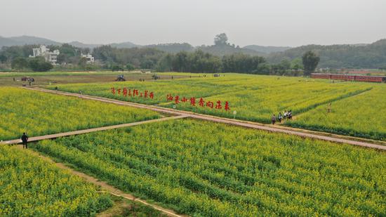黄埔区迳下村打造岭南田园综合体,分季节规模化种植稻田、花海,吸引众多游客游赏观光。李剑锋 摄
