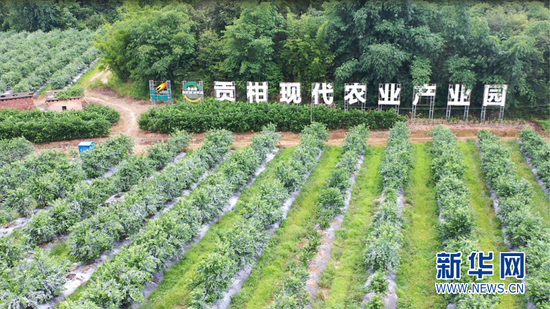 德庆贡柑现代农业产业园。新华网发