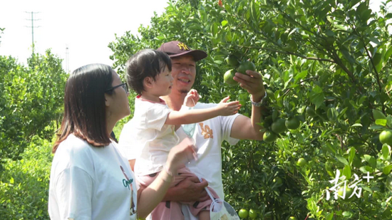 “我在德庆有棵贡柑树”认养者到果园看果