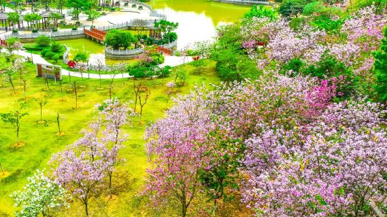 黄埔区高质量打造全域公园城市。图为黄埔甘竹山公园。李剑锋 摄